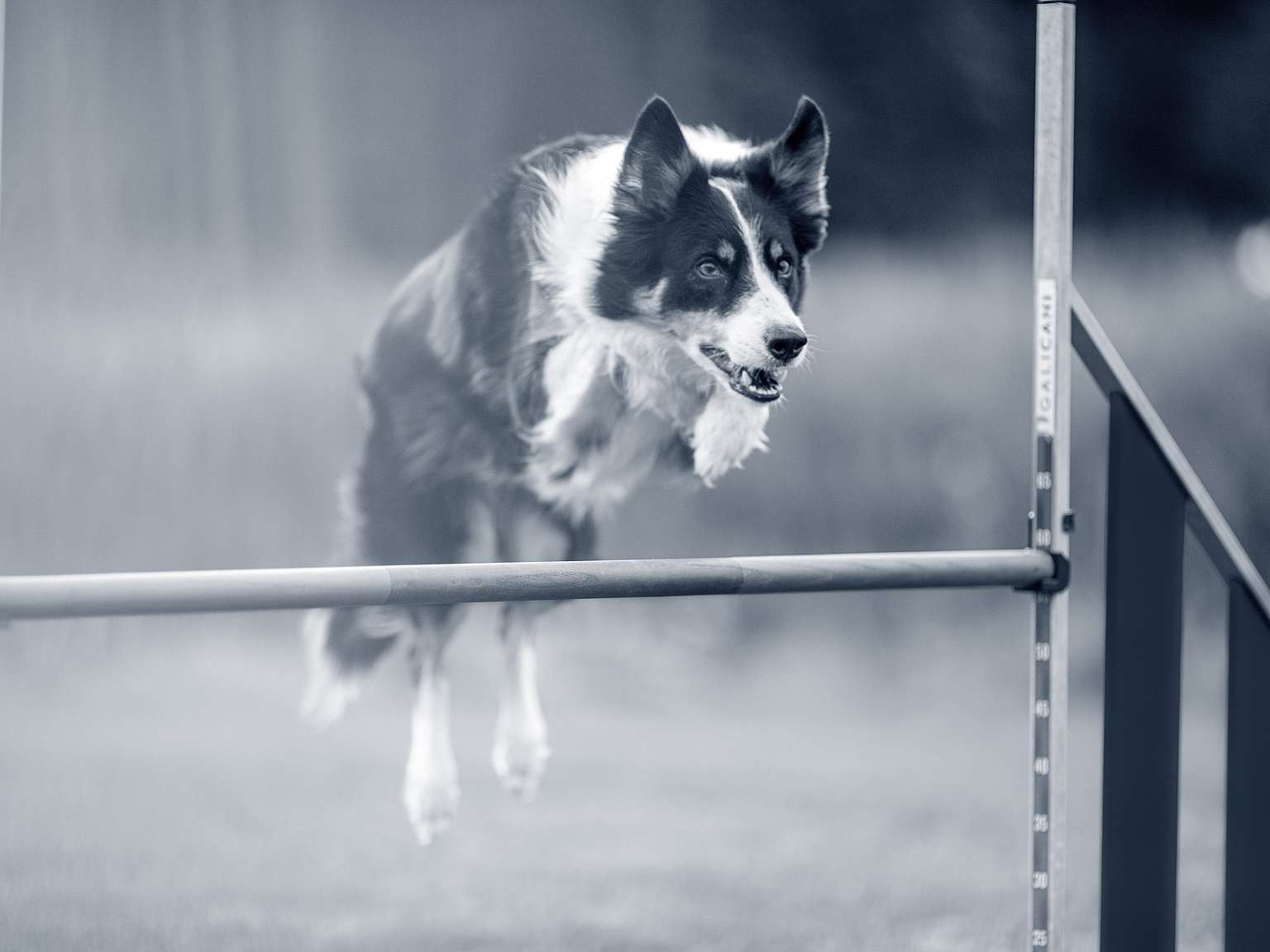 border-collie