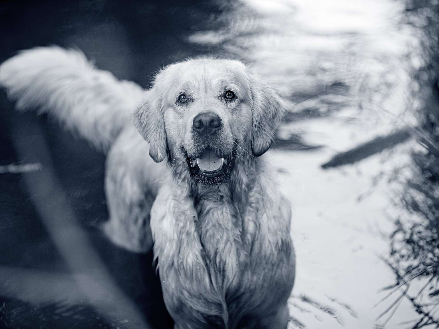 golden-retriever