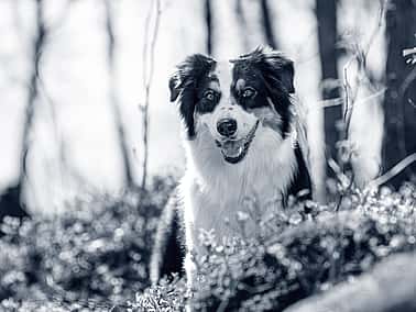 Hond in het bos