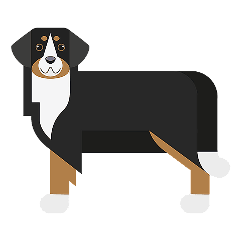 berner-sennenhond