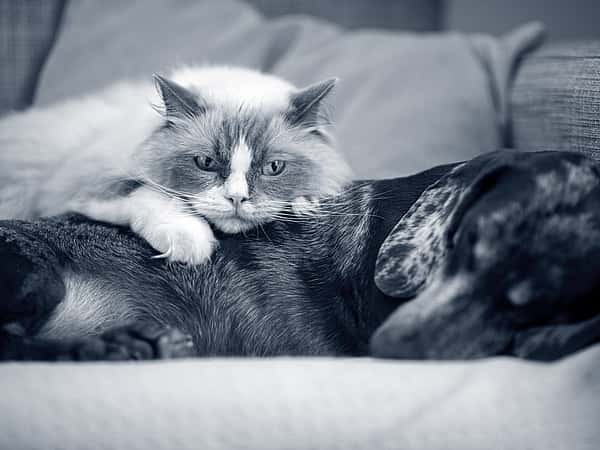 Cat resting on dog