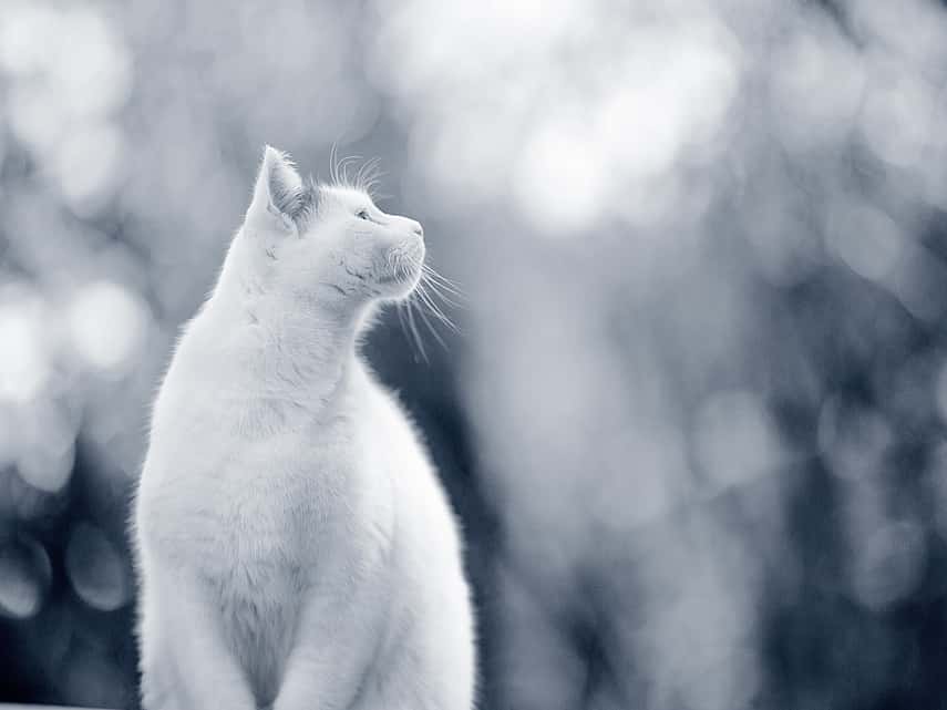 Kat kijkt de lucht in