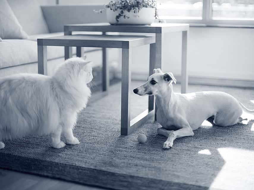 Hond zit op tapijt, kat staat rechtop en kijkt hem aan