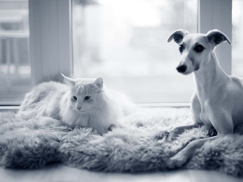 Hond en kat liggen samen op matje