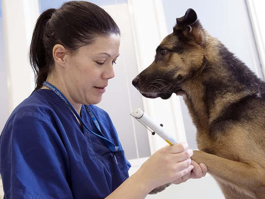 Dierenarts bereidt de hond voor op een operatie