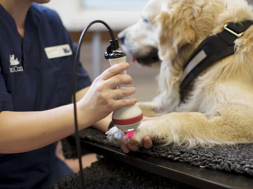 Lasertherapie bij een grote hond