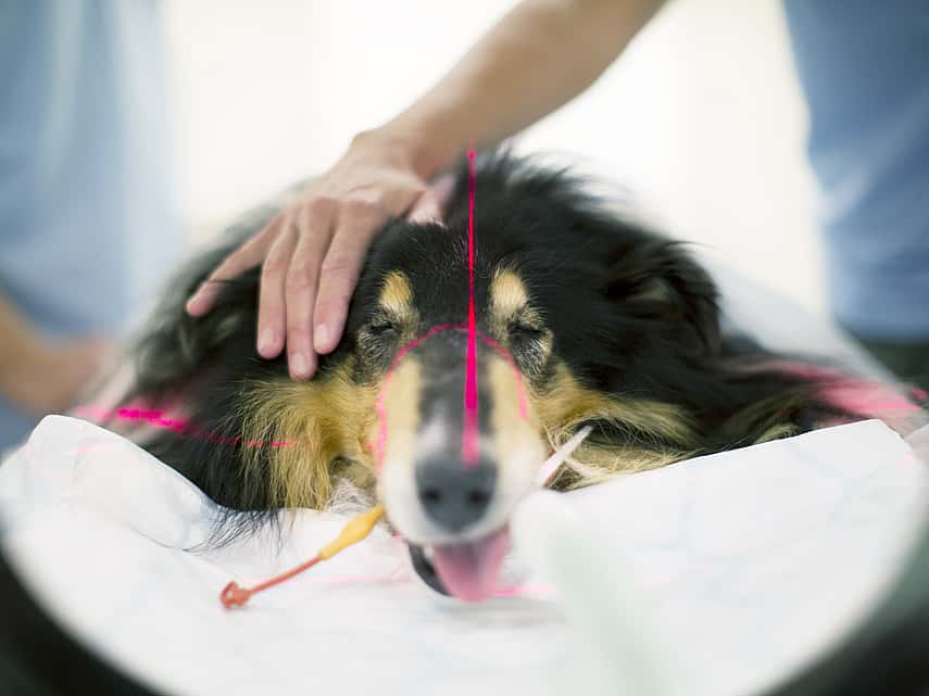 Hond ligt neer voor CT-scan