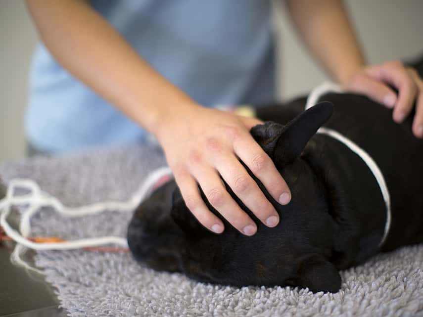 Hond ligt op de operatietafel