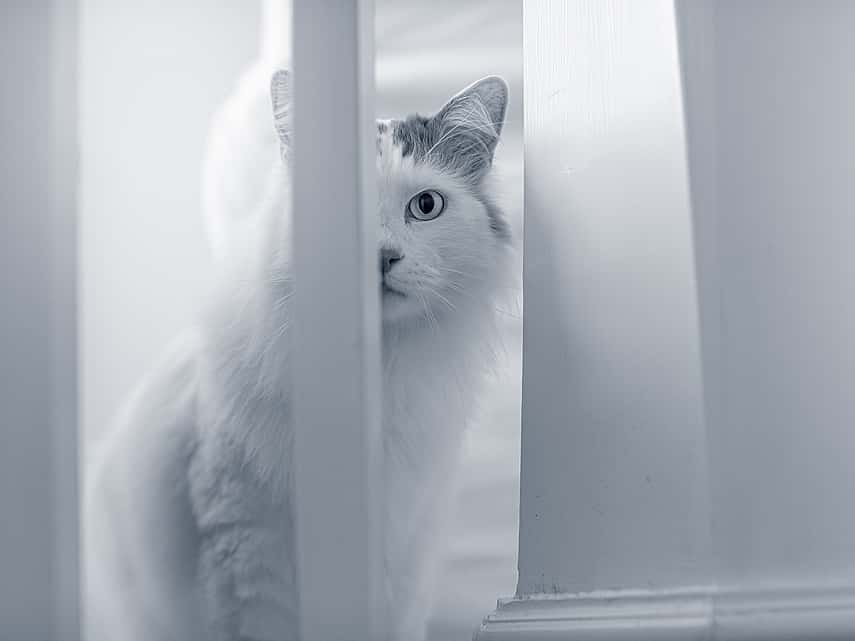 cat looking curiously