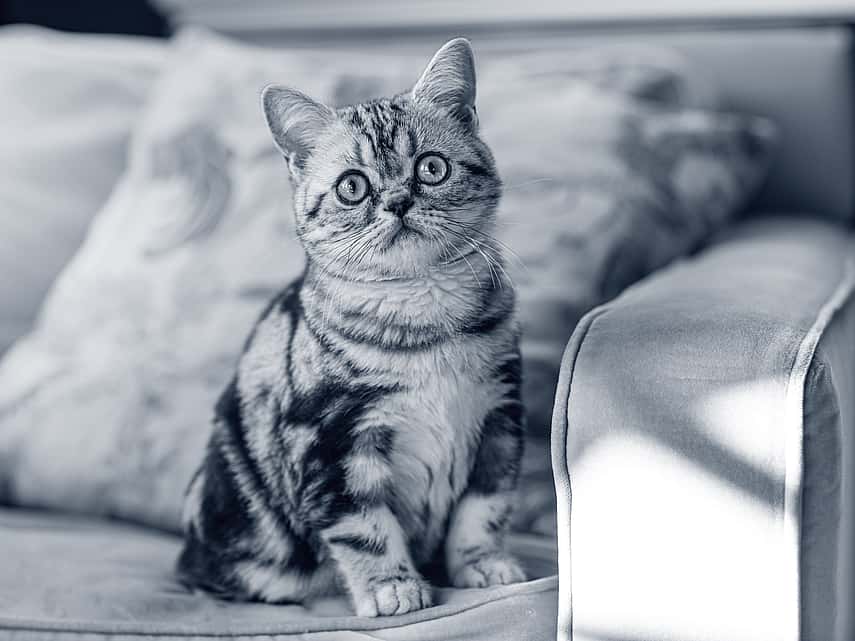 Nieuwsgierige kat op zetel