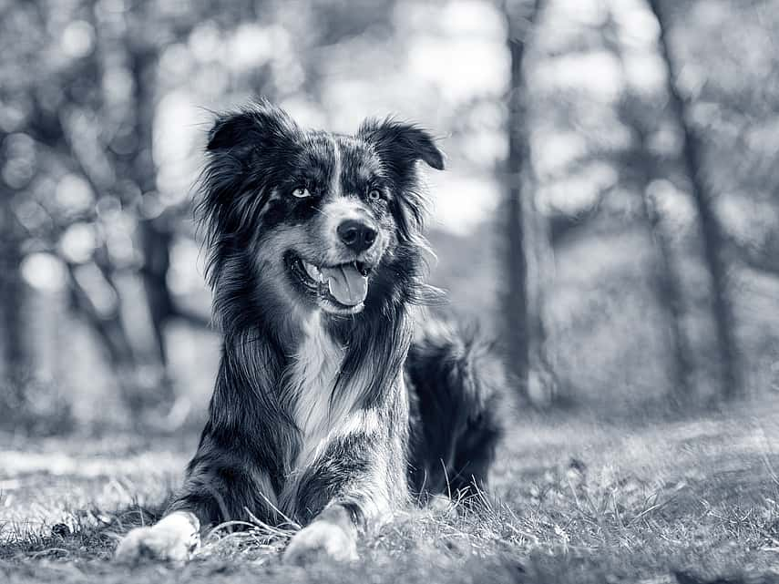 Hond rust op het gras