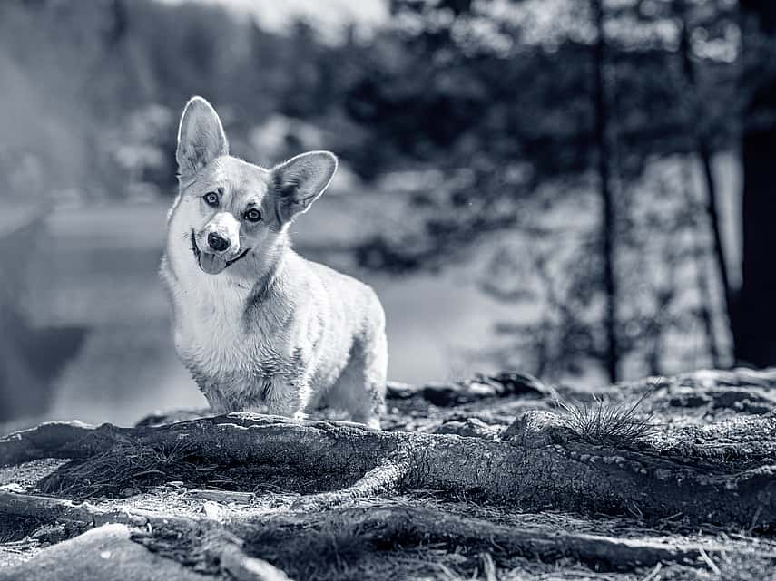 Happy looking dog
