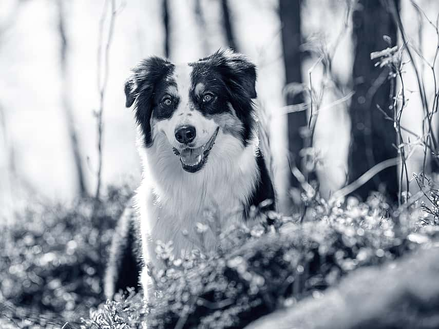 Hond in het bos