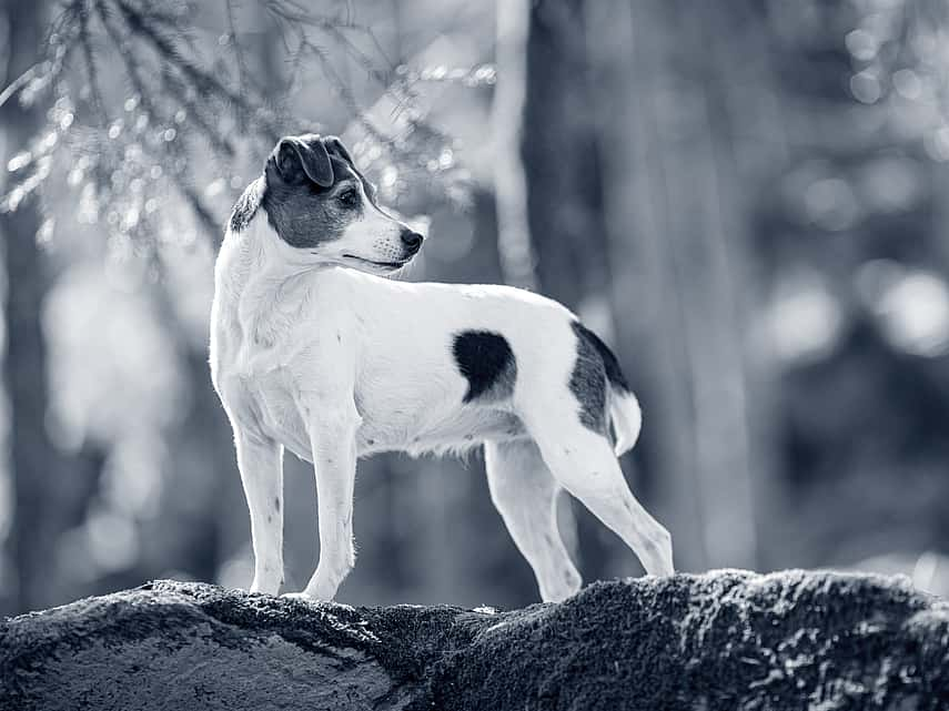 Hond kijkt over schouder