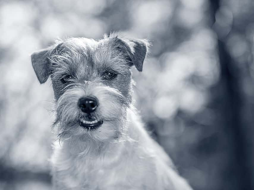 Klein schattig hondje