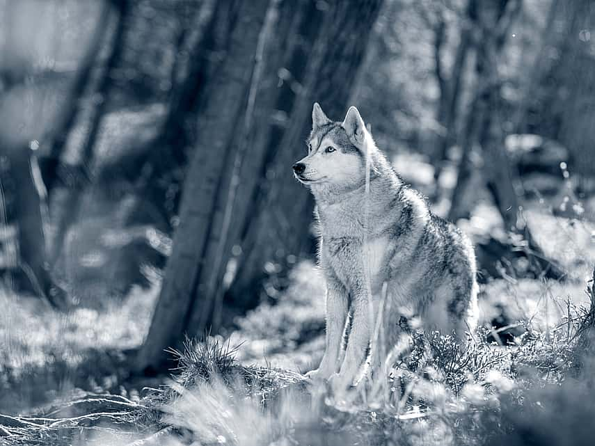 Hond in het bos