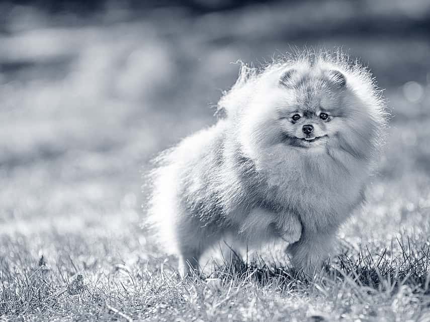 Kleine hond in het gras