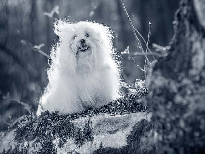 Hond zit op een rots