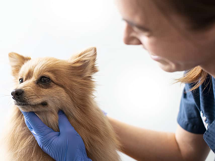 Dierenarts onderzoekt klein hondje