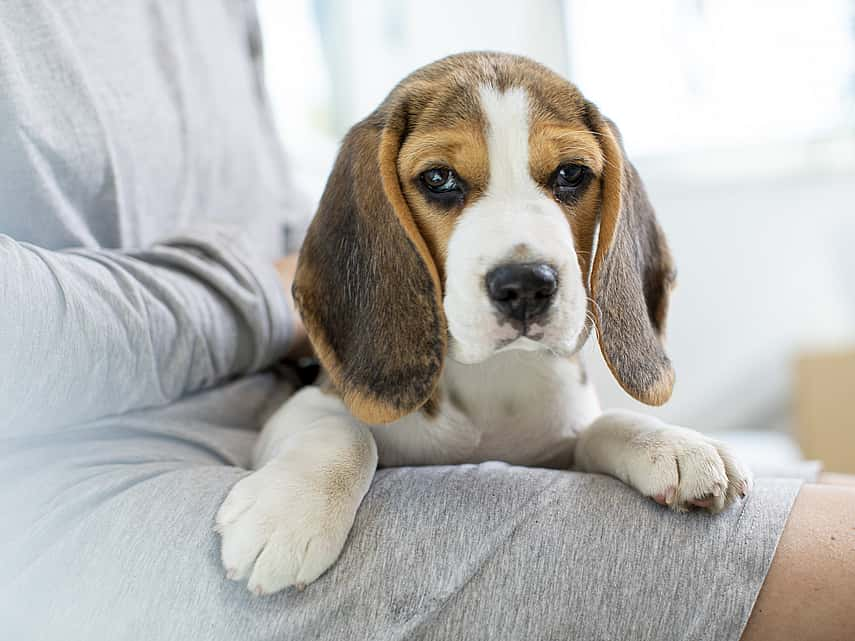 Puppy zit op de schoot van baasje