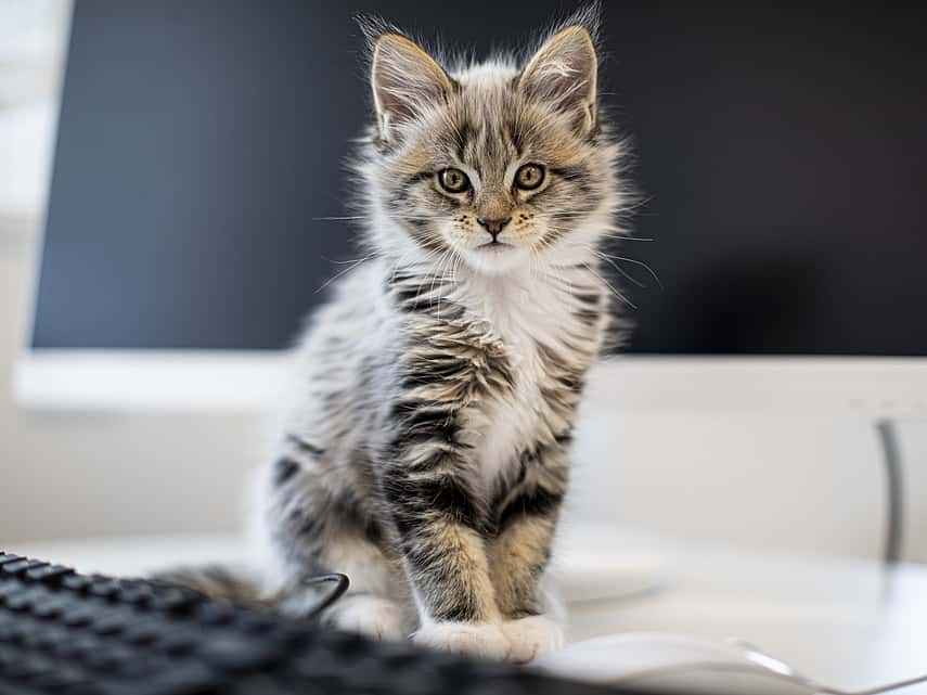 Kat staat op een bureau