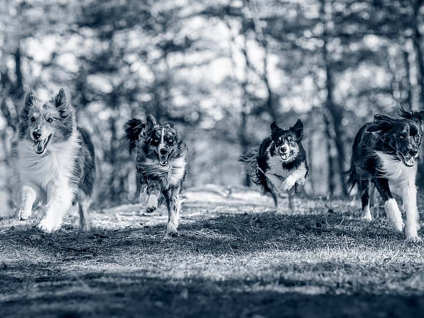 Groep honden lopen in het bos