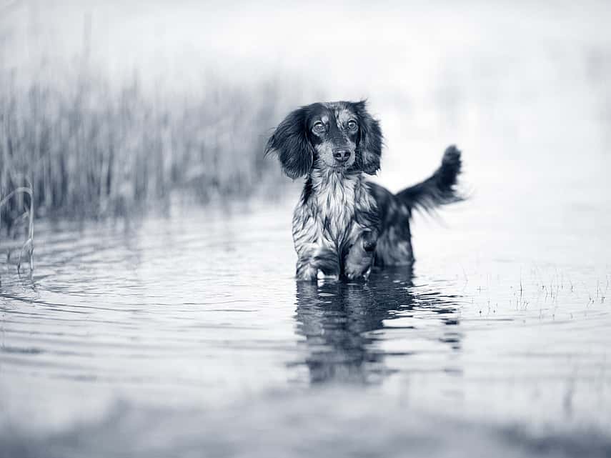 Hond in het water