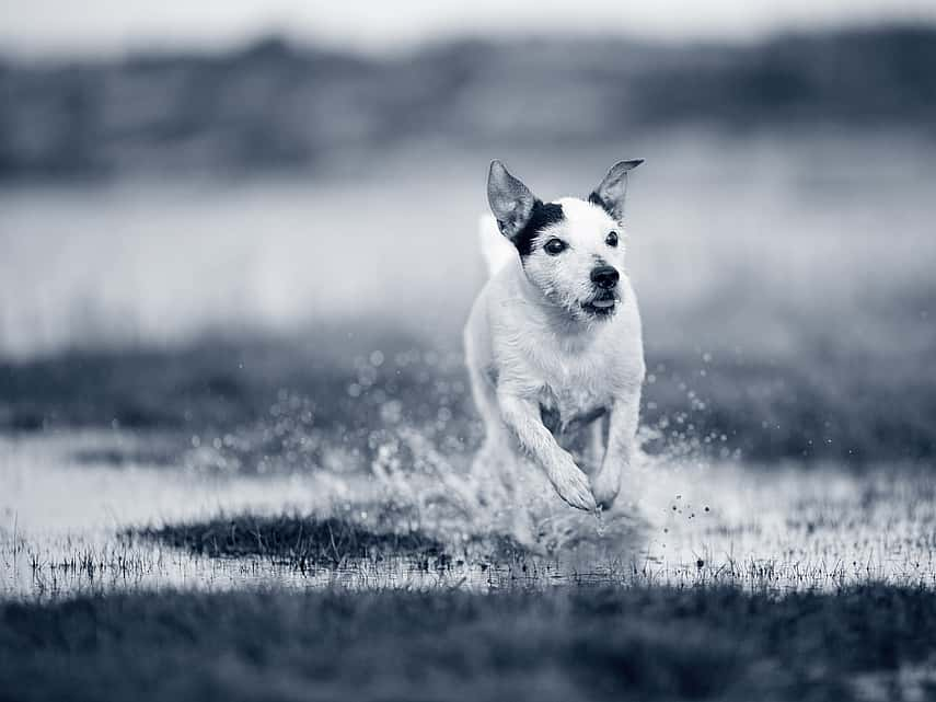 Hond in het water