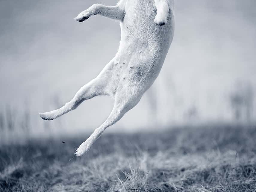 Hond springt de lucht in
