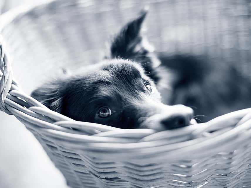 Hond ligt ontspannen in een mandje