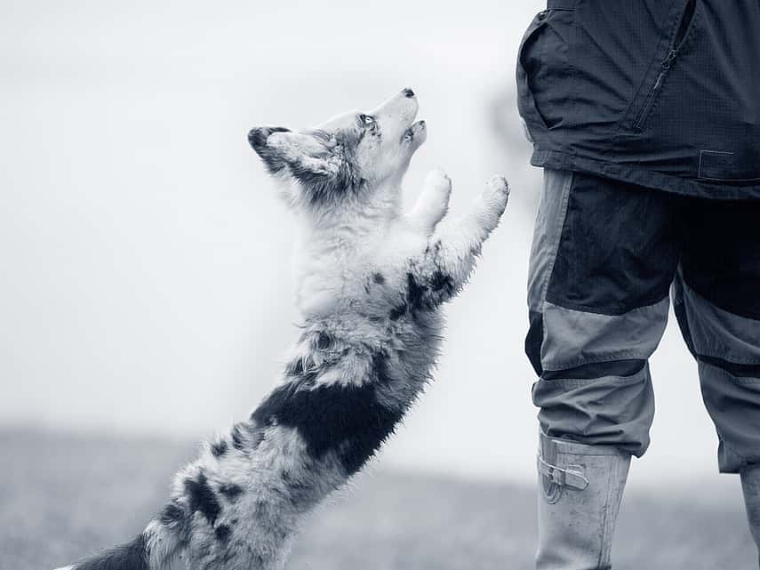 Jumping puppy