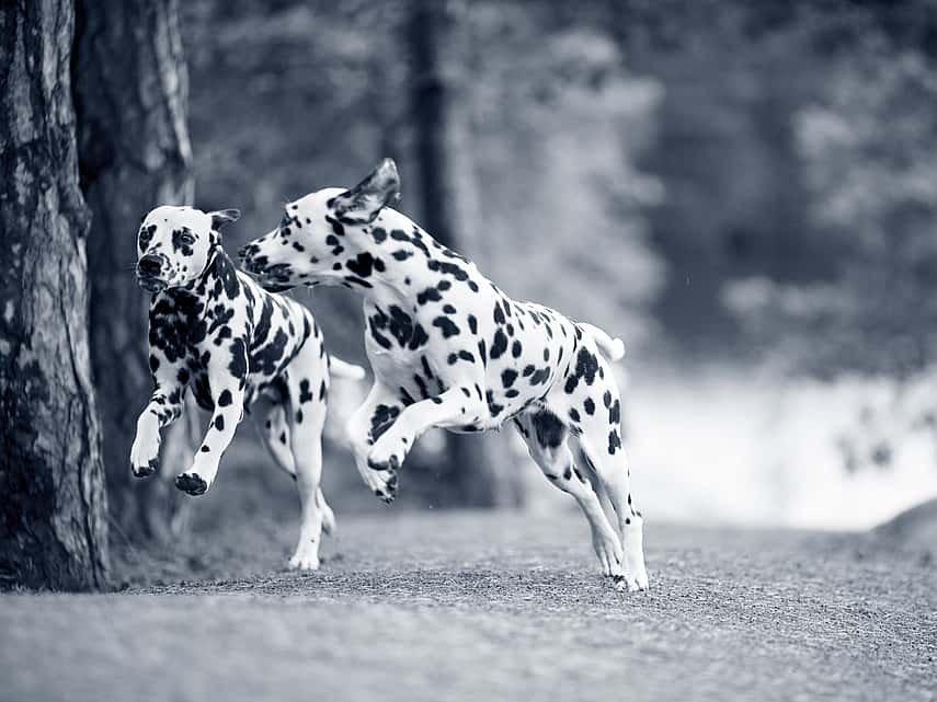 2 honden lopen in het bos