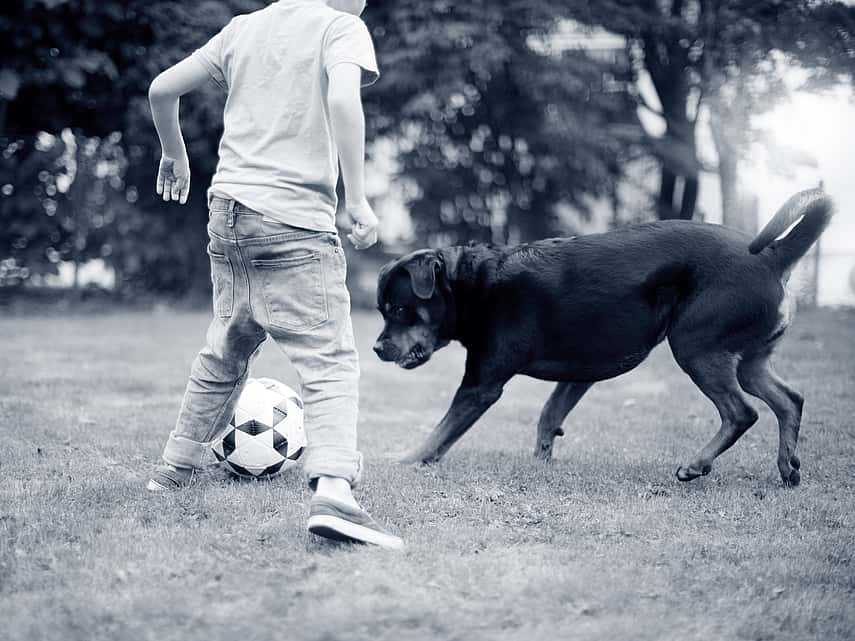 Jongen en hond spelen met de bal