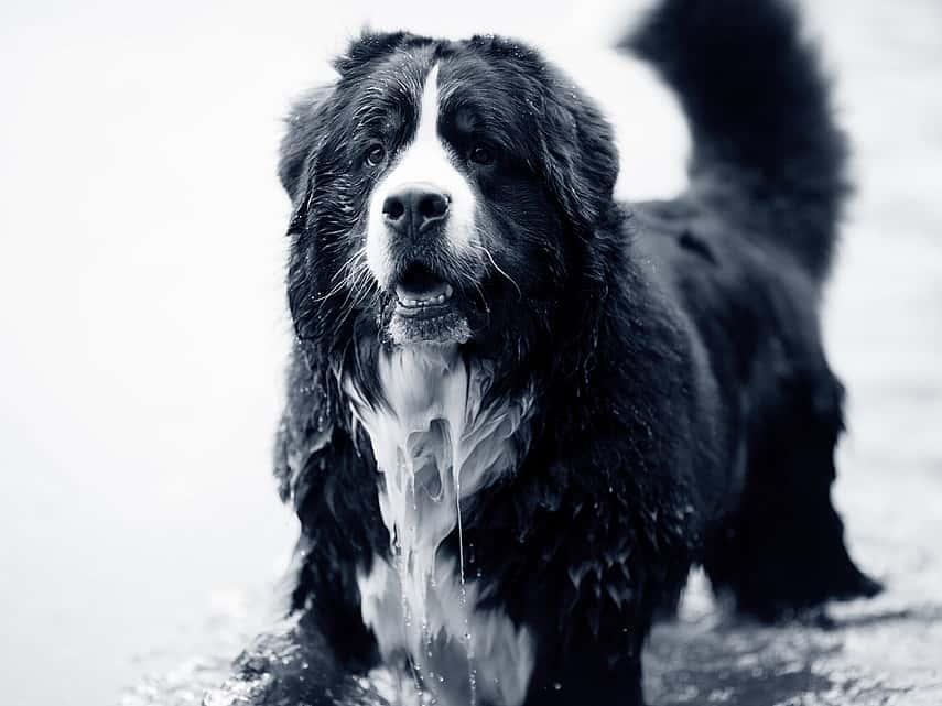 Hond in water