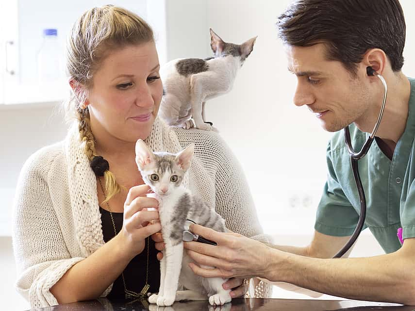 Baasje met twee kitten en dierenarts. 1 kitten zit op de schouder van het baasje, de andere wordt door de dierenarts onderzocht.