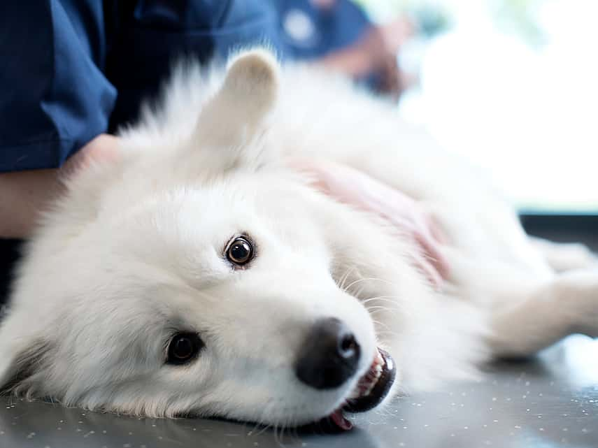 Hond ligt op zijn zij op de tafel