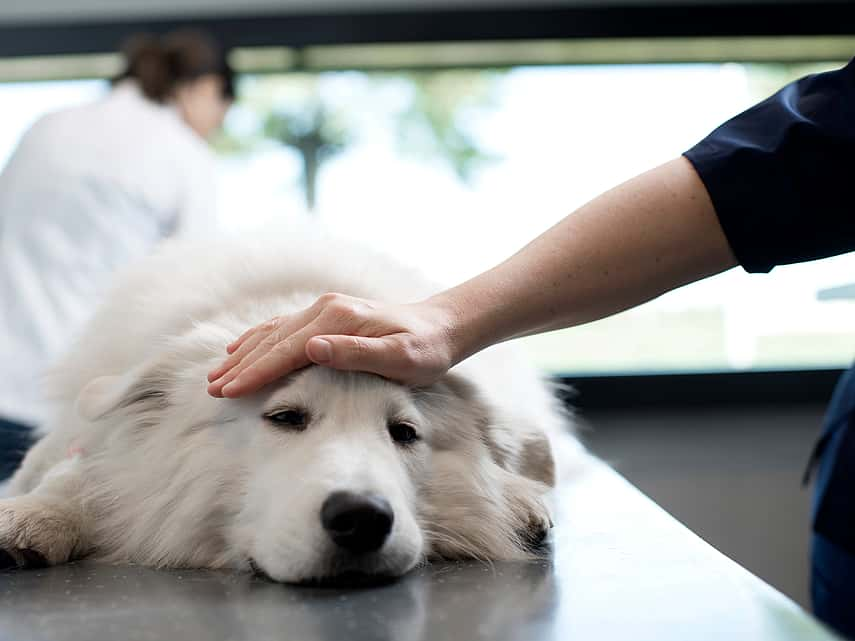 Hond ligt op de onderzoekstafel bij de dierenarts