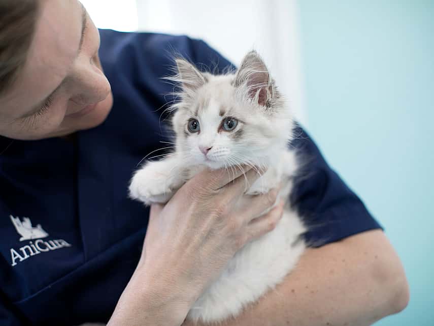 Combien de temps garder un chaton enfermé ? Combien de temps garder un chaton enfermé ?