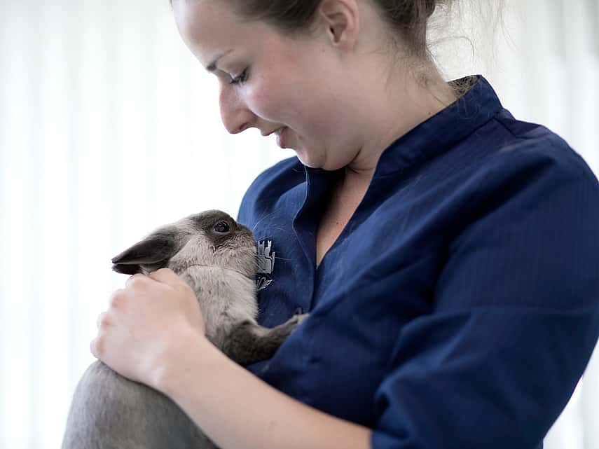 Dierenarts knuffelt konijn