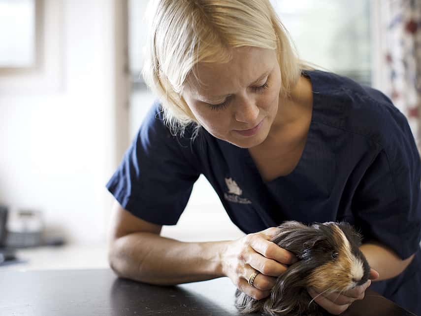 Dierenarts houdt cavia vast
