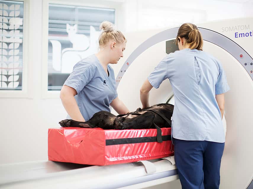 Hond in MRI