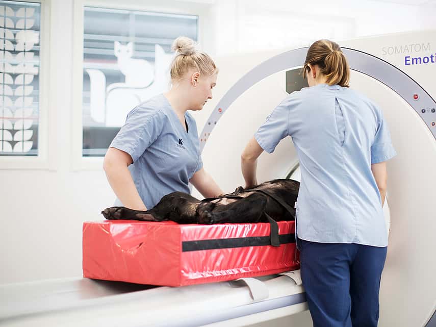 Hond in MRI
