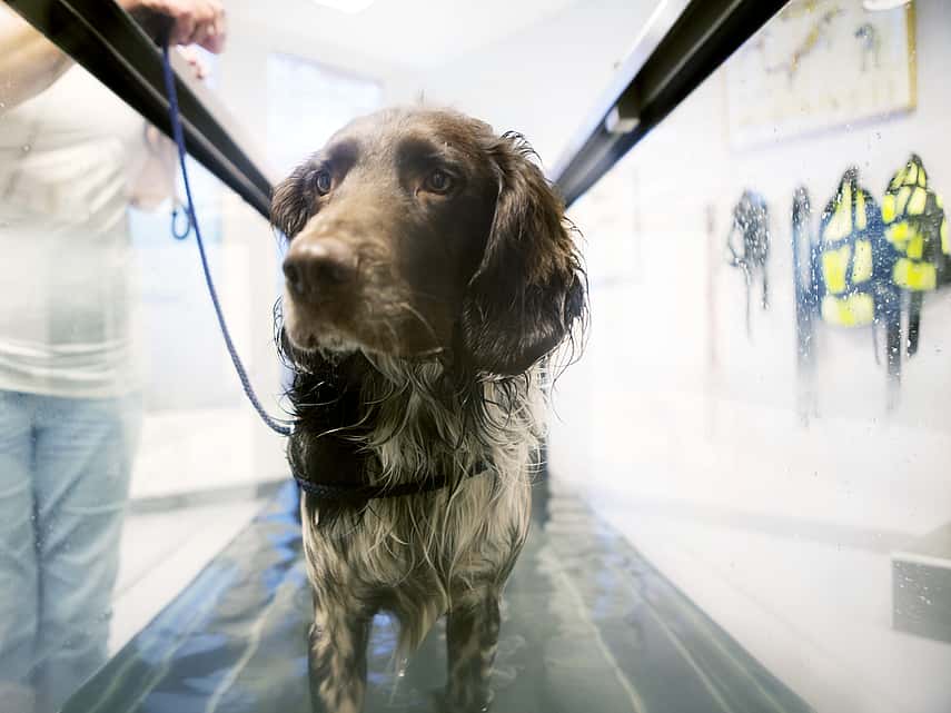 Hond op een waterloopband