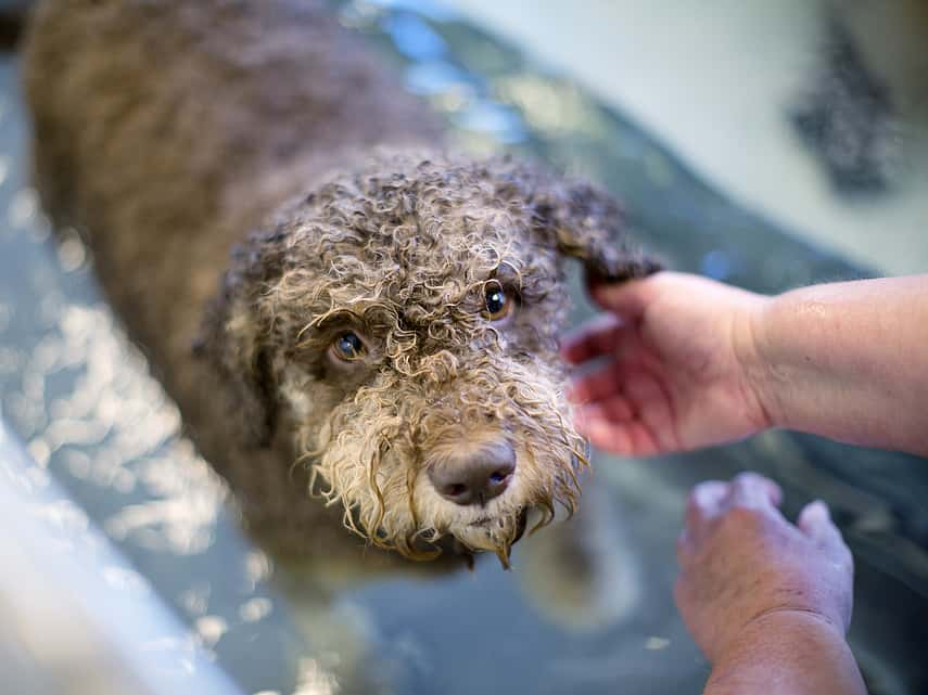 Hond in water