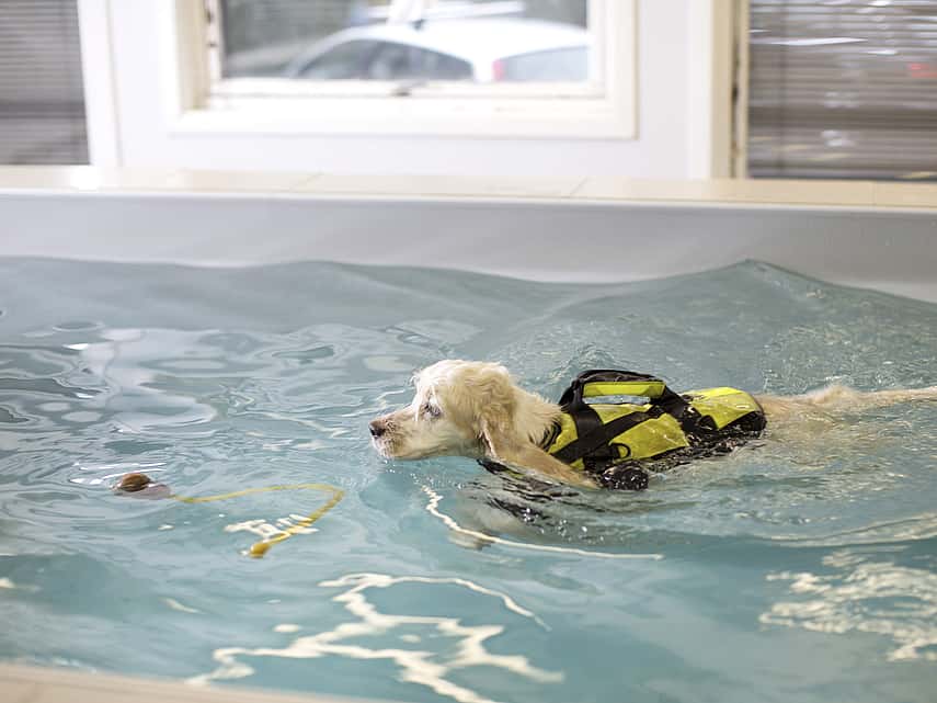 Hond leert zwemmen