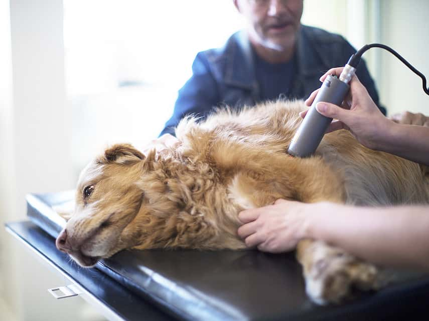 Hond ligt op tafel en krijgt behandeling