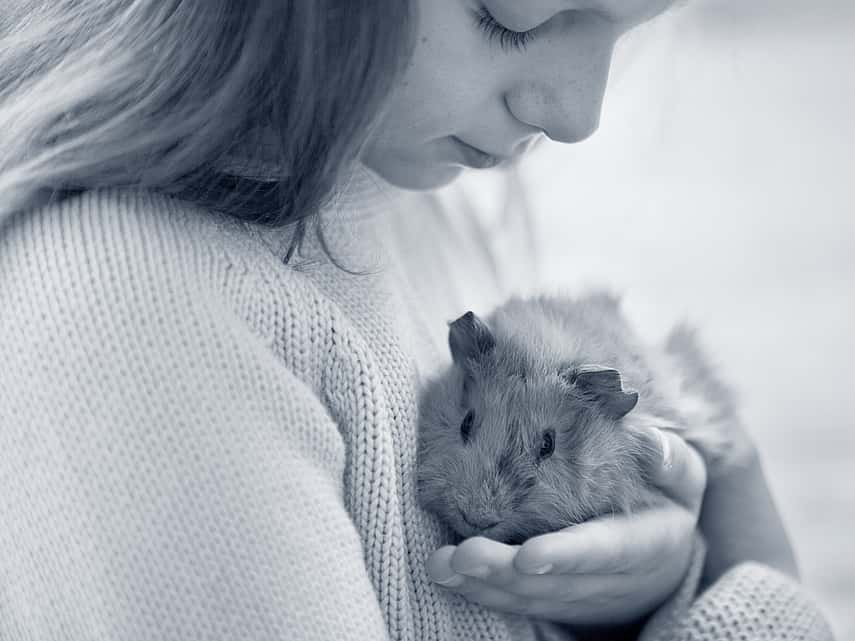 Meisje kijkt naar cavia in haar hand