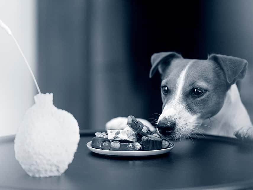 Hond ruikt aan chocolade