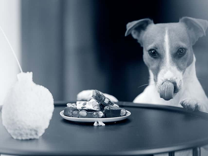 Hond kijkt naar chocolade