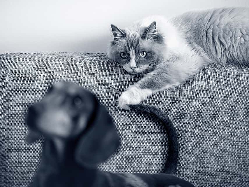 Kat ligt op de top van de zetel, hond zit op de zetel